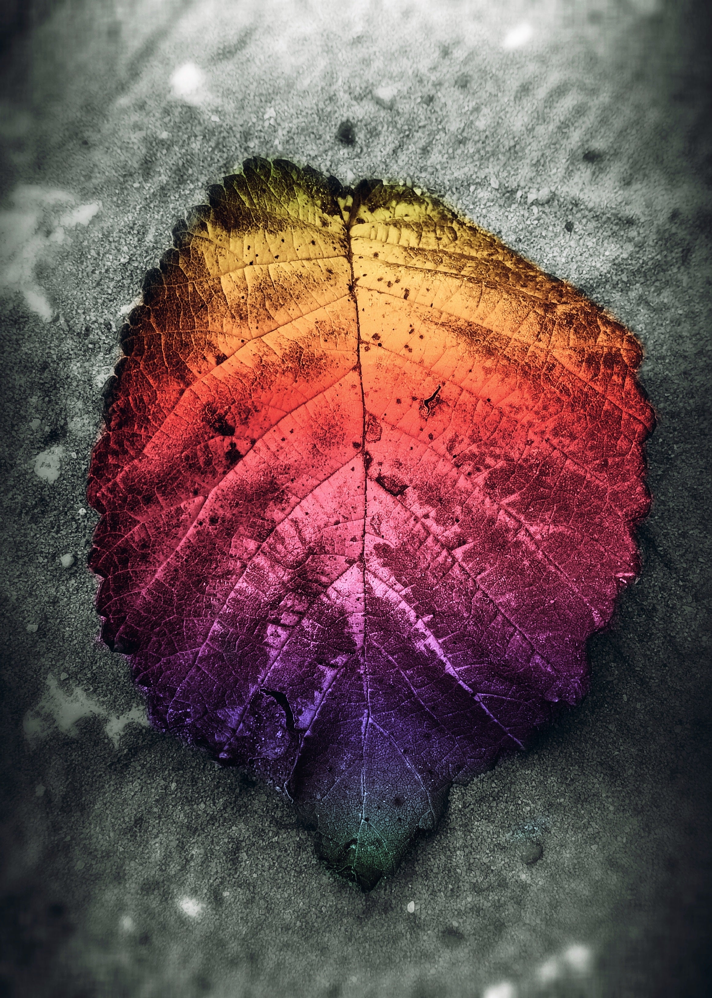 Bloom in the Dark